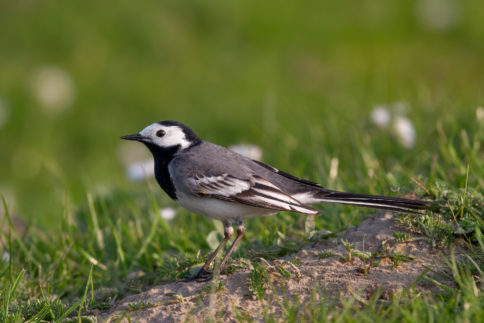 Liste Mit Brutzeiten Aller Vogel Und Weitere Infos Kamera Im