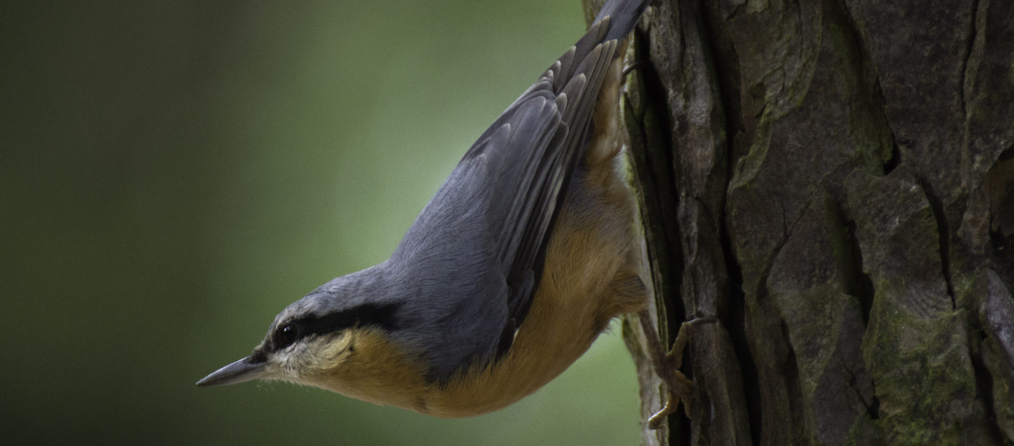 Liste Mit Brutzeiten Aller Vögel Und Weitere Infos - Kamera Im Vogelhaus