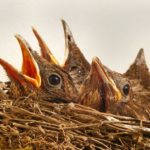 Brutzeiten von Vögeln - diese Tabelle gibt Ihnen einen Überblick