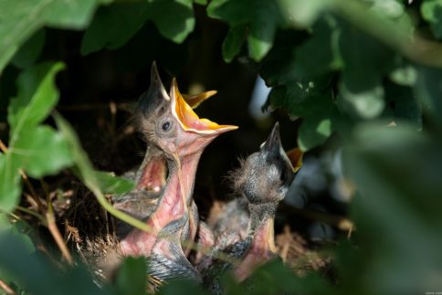 Vogelhauskameras - Nistkasten mit Funkkamera für Tierbeobachtung