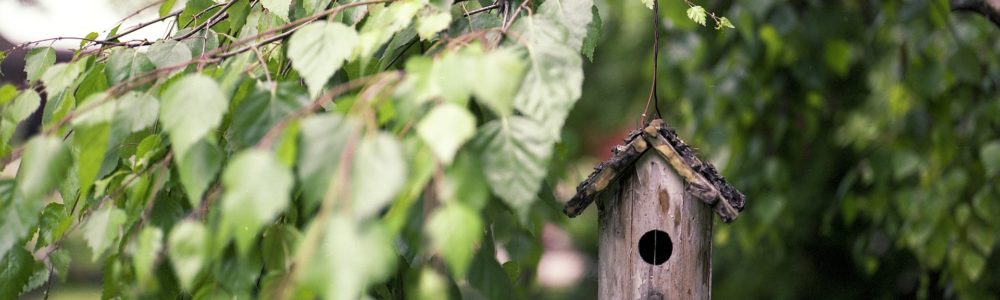 Mit diesen 5 Tipps wird Ihr Garten vogelfreundlich