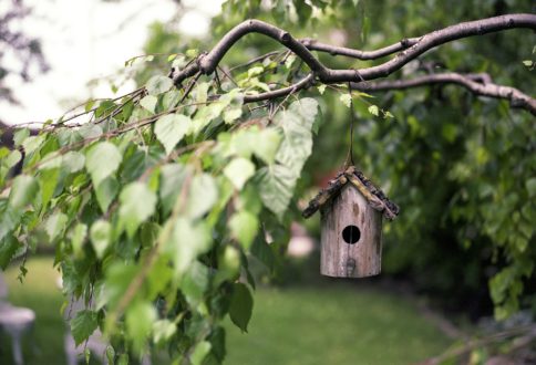 Mit diesen 5 Tipps wird Ihr Garten vogelfreundlich