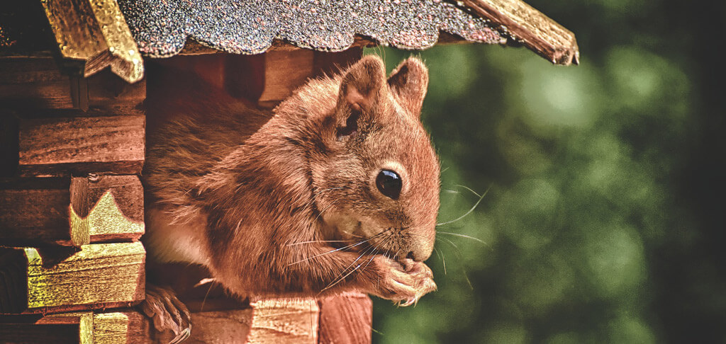 Eichhörnchen-Vogelhaus
