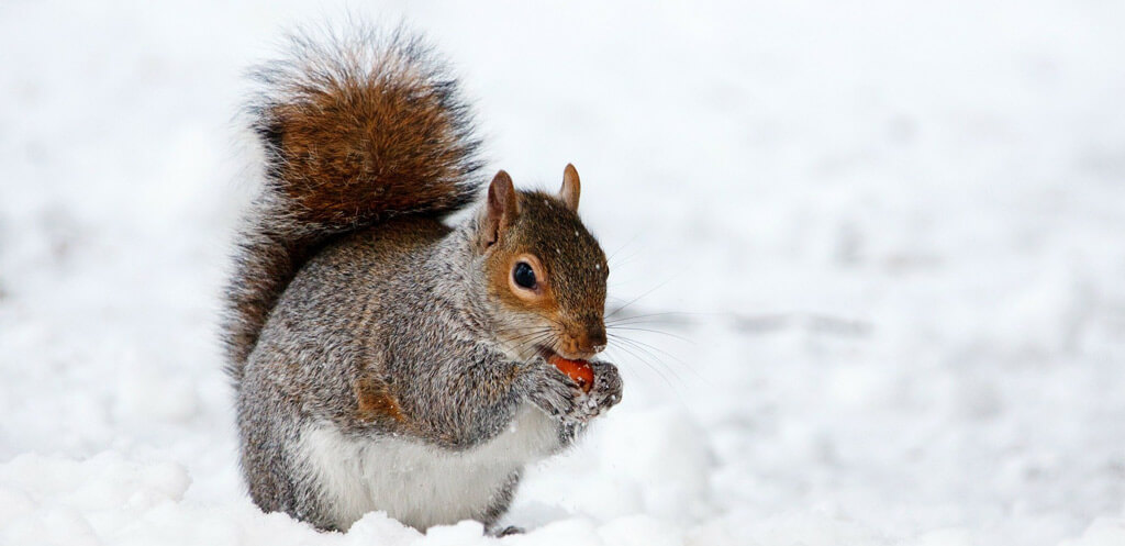 Eichhörnchen-Winter