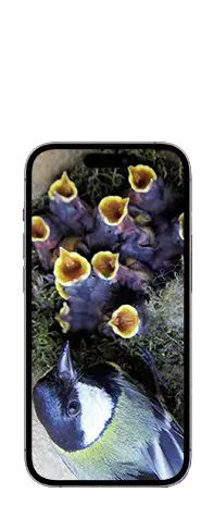 Vogelhaus mit Kamera Handy Stream